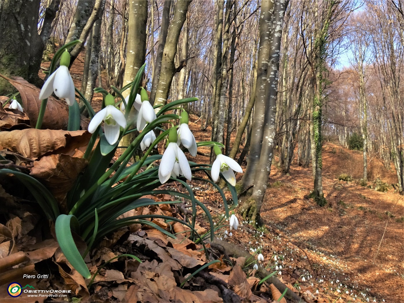 45 Festa di fiori sui sentieri al Monte Zucco - Galanthus nivalis (Bucanevi) nella splendida secolare faggeta.JPG